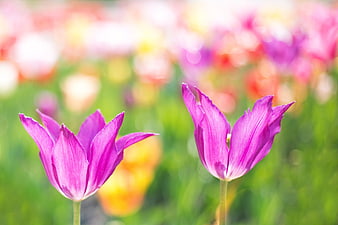 Close-up of two vibrant purple tulips in a spring garden