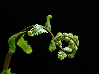 Close-up of a green fern fiddlehead unfurling against a black background