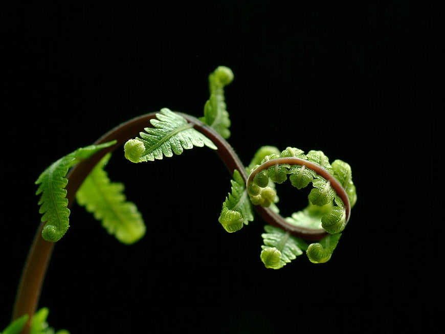 Close-up of a green fern fiddlehead unfurling against a black background