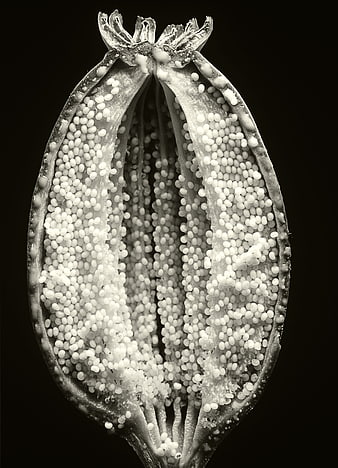 Macro Black and White Poppy Seed Pod