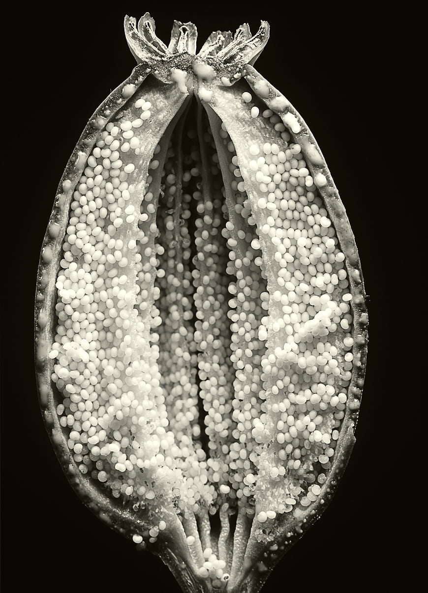 Macro Black and White Poppy Seed Pod