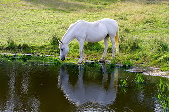 White Horse Drinking From A Pond In A Green Pasture