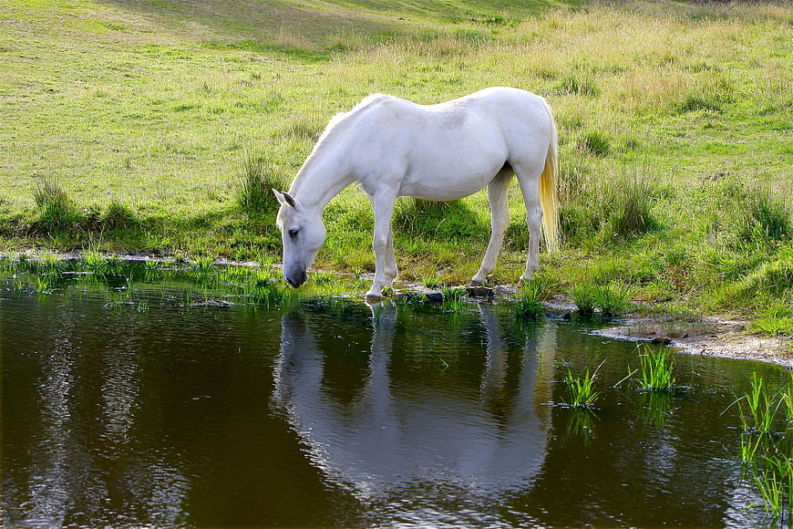 White Horse Drinking From A Pond In A Green Pasture