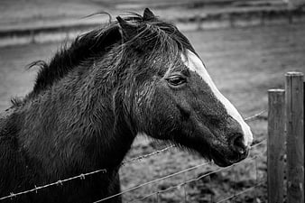 Black and white portrait of a horse behind a barbed wire fence