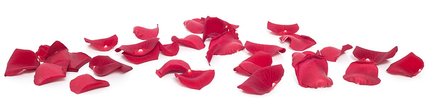 Scattered Red Rose Petals on White Background