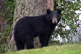 Black Bear Standing In Forest Near Tree Trunk