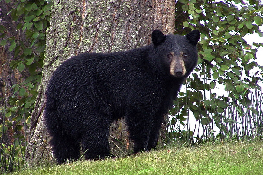 Black Bear Standing In Forest Near Tree Trunk