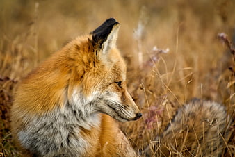 Red Fox Portrait in Autumn Grass