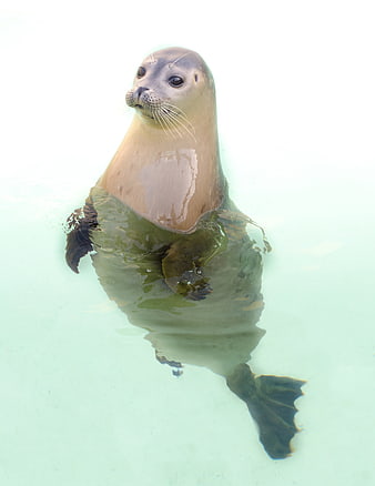 Cute Harbor Seal Posing in Clear Water
