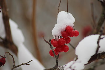 Red Viburnum Berries Covered in Snow on a Winter Branch
