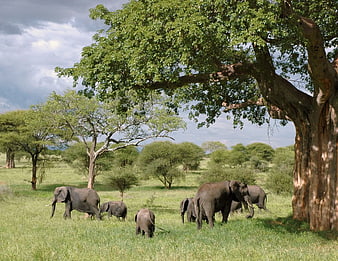 Elephant Herd Grazing in African Savanna Under Large Tree