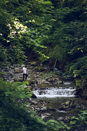 Man hiking by a forest stream in lush green woods