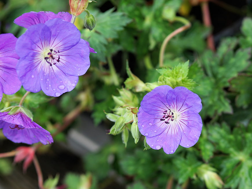 Close-up of purple cranesbill flowers with water droplets