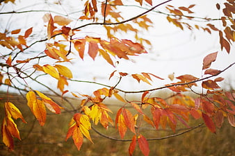 Vibrant autumn leaves on branches with blurred background