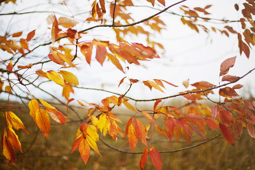 Vibrant autumn leaves on branches with blurred background