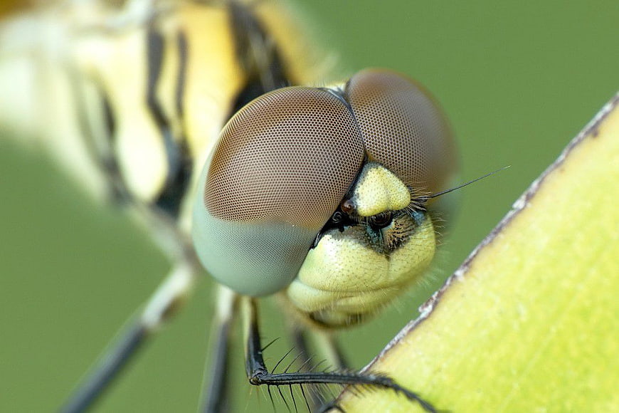 Macro Closeup of Dragonfly Head and Compound Eyes