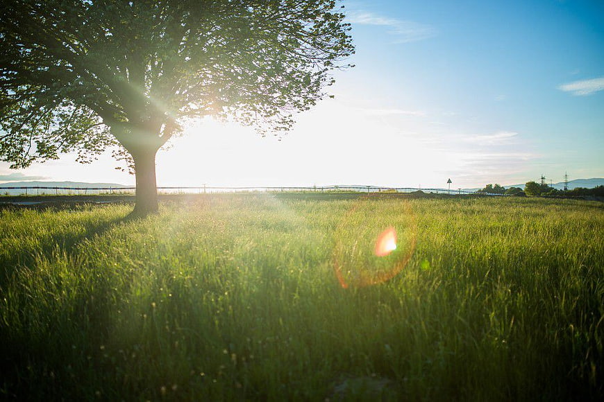 Sunlit Tree in Green Meadow with Lens Flare
