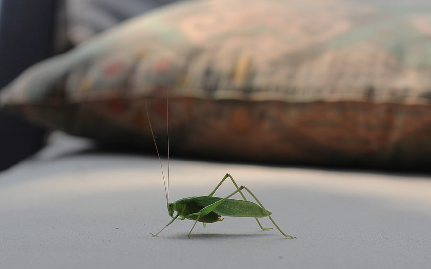 Close-up of a green katydid insect on a white surface
