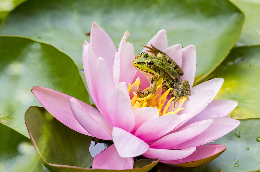 Green frog perched on a blooming pink water lily flower
