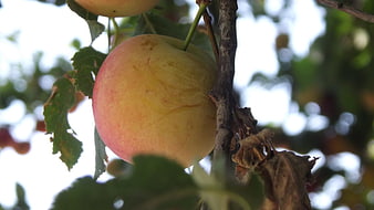 Close-up of ripe yellow apple hanging on tree branch
