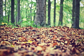 Low angle view of autumn leaves on forest floor