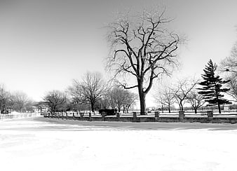 Black and white winter landscape with bare trees and snow