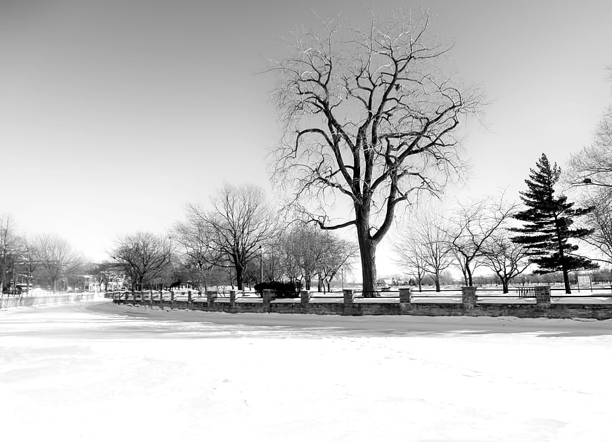 Black and white winter landscape with bare trees and snow