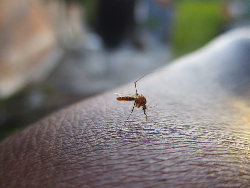 Close-up macro shot of a mosquito on human skin
