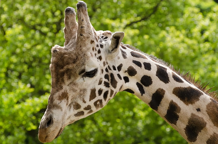 Close-up of a giraffe head with green bokeh background