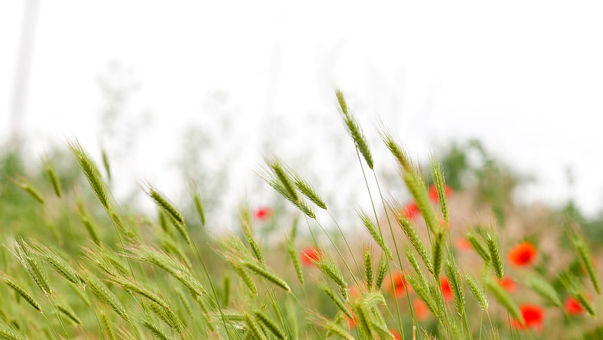 Green Barley Ears and Red Poppies in a Summer Field