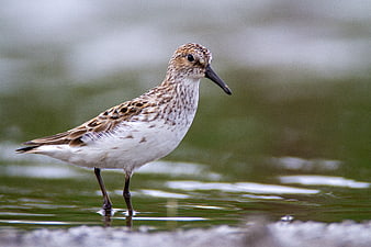 Semipalmated Sandpiper Standing in Shallow Water