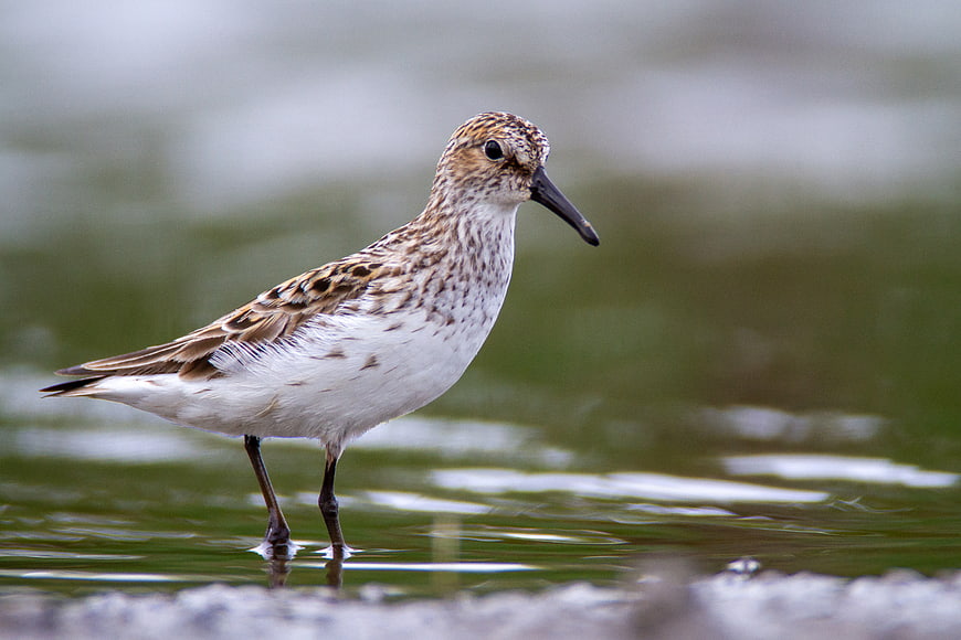 Semipalmated Sandpiper Standing in Shallow Water