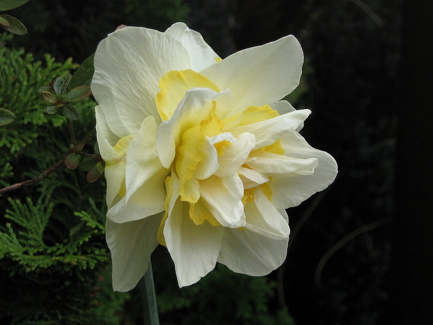 Close-up of a white and yellow double narcissus flower