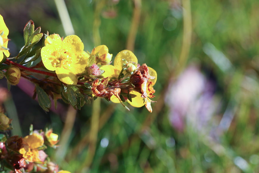 Close-up of yellow wildflowers with dew drops in sunlight
