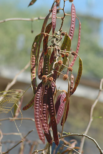 Close-up of Red and Green Seed Pods on Branch
