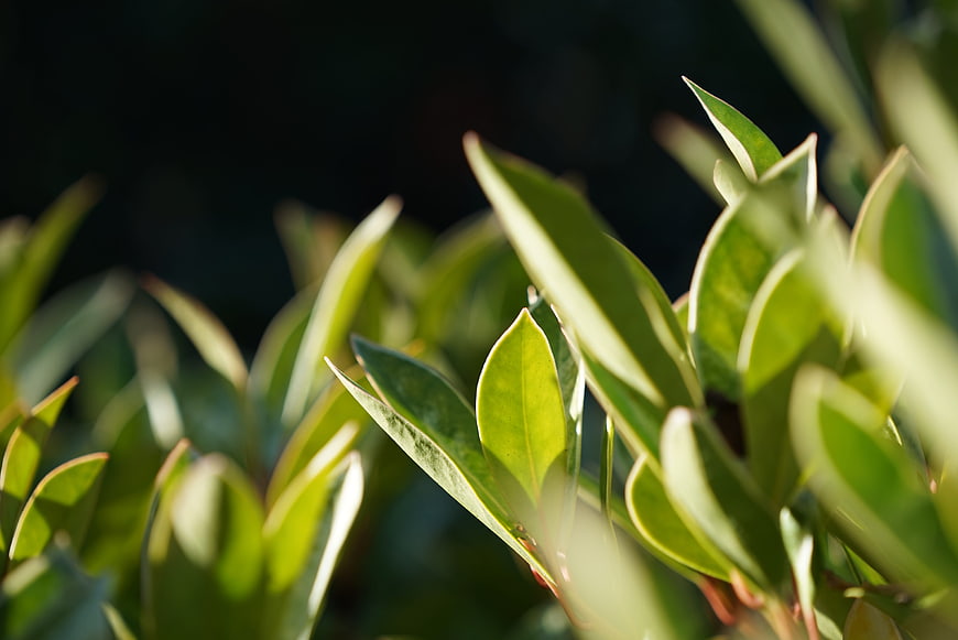 Close-up of green leaves backlit by warm sunlight