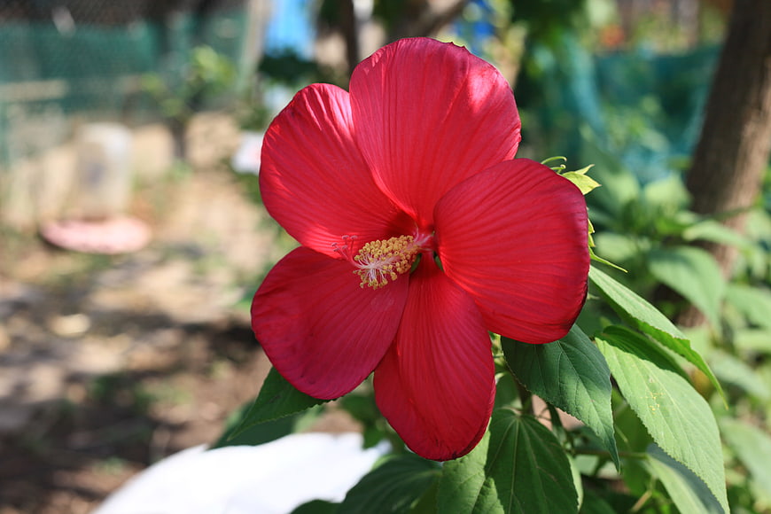Vibrant Red Hibiscus Flower Close-Up in Garden