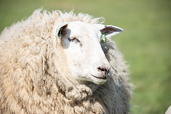Close-up portrait of a fluffy white sheep with ear tags
