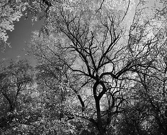 Black and white forest canopy with intricate tree branches