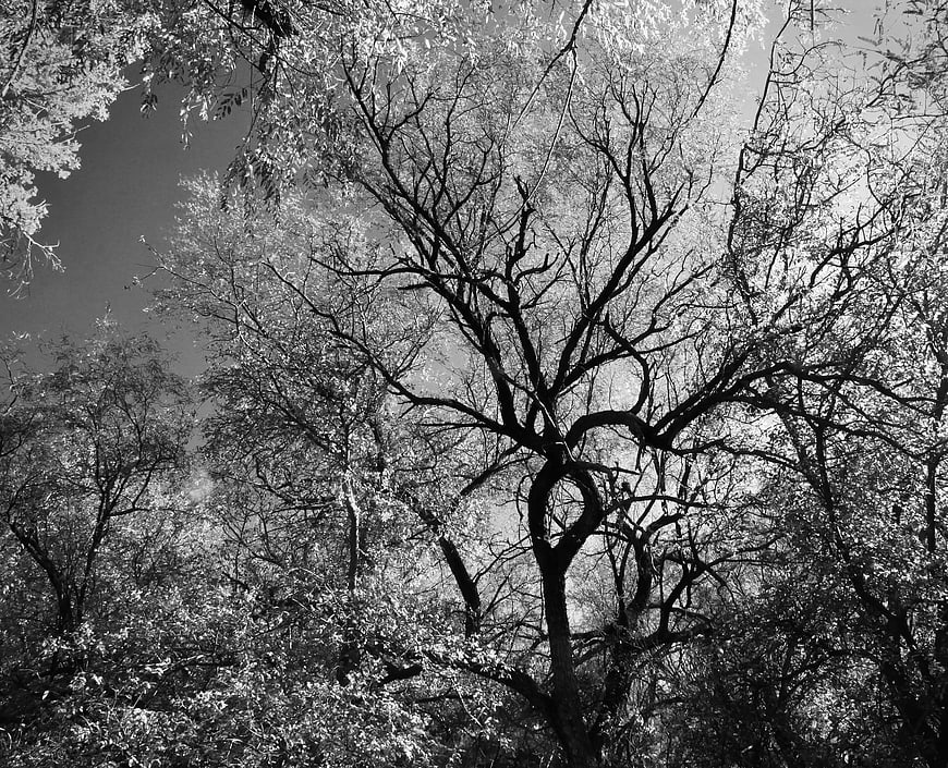 Black and white forest canopy with intricate tree branches