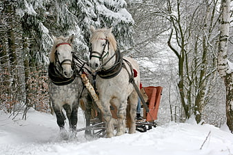 Two White Horses Pulling Sleigh Through Snowy Forest
