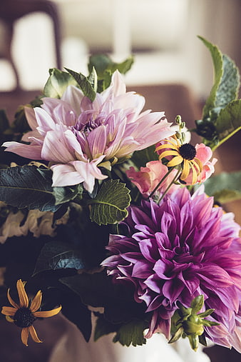 Vibrant Purple and Pink Dahlia Flower Bouquet Close-Up