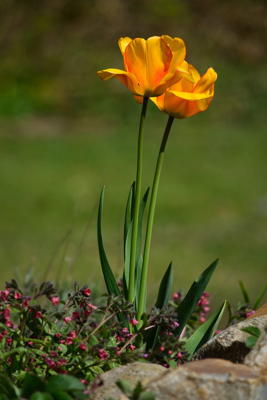 Vibrant Orange and Yellow Tulips in a Garden