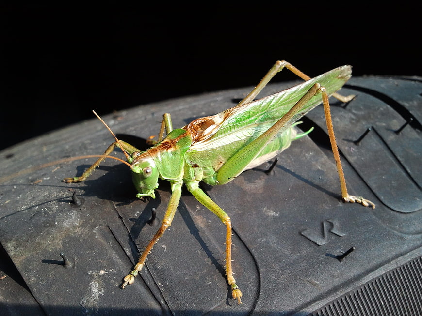Green Katydid Insect on Black Rubber Surface