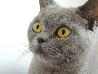 Close-Up Portrait of Russian Blue Cat with Yellow Eyes