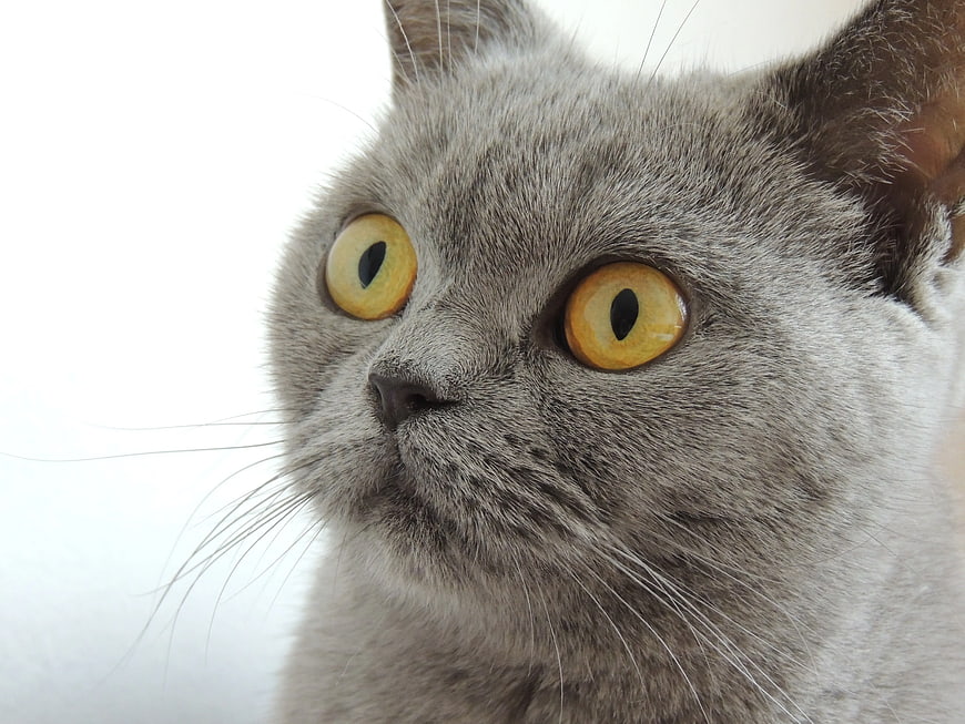 Close-Up Portrait of Russian Blue Cat with Yellow Eyes