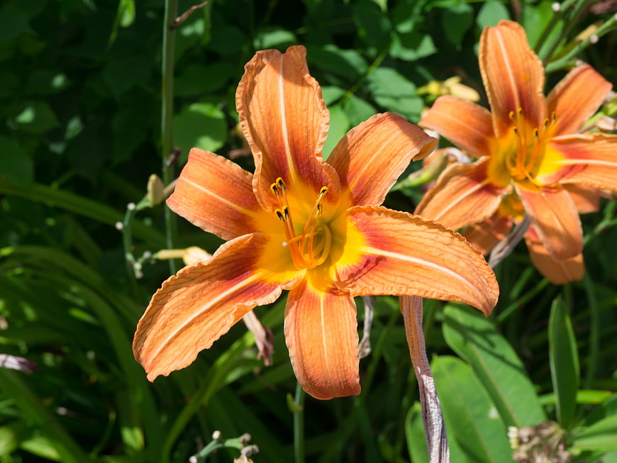Vibrant Orange Daylily Blooms in Sunlight