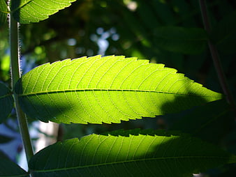 Close-up of vibrant green leaf with sunlight and shadows