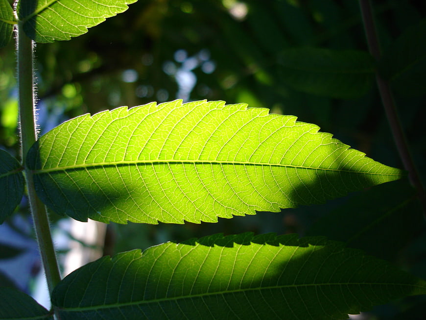 Close-up of vibrant green leaf with sunlight and shadows