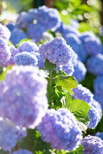 Close-up of vibrant blue and purple hydrangea flowers in sunlight
